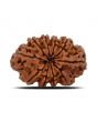 10 Mukhi Rudraksha (Nepal) 26.35 MM