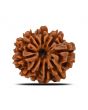 10 Mukhi Rudraksha (Nepal) 22.58 MM