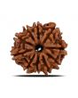 10 Mukhi Rudraksha (Nepal) 21.57 MM