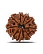 10 Mukhi Rudraksha (Nepal) 21.57 MM
