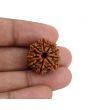 10 Mukhi Rudraksha (Nepal) 21.57 MM