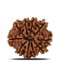 10 Mukhi Rudraksha (Nepal) 22.46 MM
