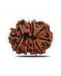 10 Mukhi Rudraksha (Nepal) 22.72 MM