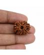 10 Mukhi Rudraksha (Nepal) 22.72 MM