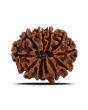 10 Mukhi Rudraksha (Nepal) 23.93 MM