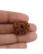 10 Mukhi Rudraksha (Nepal) 23.93 MM