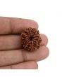 10 Mukhi Rudraksha (Nepal) 23.93 MM