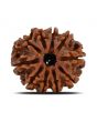 10 Mukhi Rudraksha (Nepal) 21.93 MM