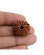 10 Mukhi Rudraksha (Nepal) 21.93 MM