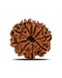 10 Mukhi Rudraksha (Nepal) 21.6 MM