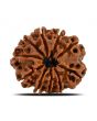 10 Mukhi Rudraksha (Nepal) 22.57 MM