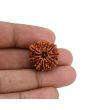 10 Mukhi Rudraksha (Nepal) 21.28 MM