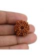 10 Mukhi Rudraksha (Nepal) 21.28 MM