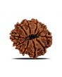 10 Mukhi Rudraksha (Nepal) 21.72 MM