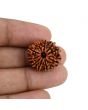 10 Mukhi Rudraksha (Nepal) 21.72 MM