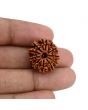 10 Mukhi Rudraksha (Nepal) 21.72 MM