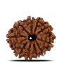 10 Mukhi Rudraksha (Nepal) 22.42 MM