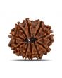 10 Mukhi Rudraksha (Nepal) 22.42 MM