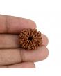 10 Mukhi Rudraksha (Nepal) 22.42 MM