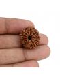 10 Mukhi Rudraksha (Nepal) 22.42 MM