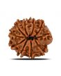 10 Mukhi Rudraksha (Nepal) 21.71 MM