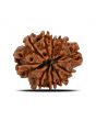 10 Mukhi Rudraksha (Nepal) 24.08 MM
