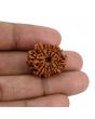 10 Mukhi Rudraksha (Nepal) 24.08 MM