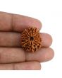 10 Mukhi Rudraksha (Nepal) 24.08 MM