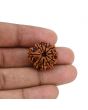 10 Mukhi Rudraksha (Nepal) 22.14 MM