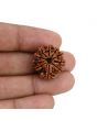 10 Mukhi Rudraksha (Nepal) 22.14 MM