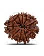 10 Mukhi Rudraksha (Nepal) 23.09 MM