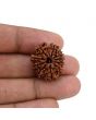 10 Mukhi Rudraksha (Nepal) 23.09 MM