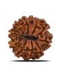 10 Mukhi Rudraksha (Nepal) 22.84 MM