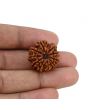 10 Mukhi Rudraksha (Nepal) 22.84 MM