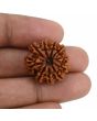 10 Mukhi Rudraksha (Nepal) 22.84 MM