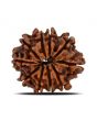 10 Mukhi Rudraksha (Nepal) 23.18 MM