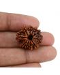 10 Mukhi Rudraksha (Nepal) 23.18 MM