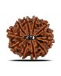 10 Mukhi Rudraksha (Nepal) 24.07 MM