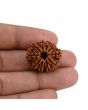 10 Mukhi Rudraksha (Nepal) 24.07 MM