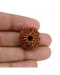 10 Mukhi Rudraksha (Nepal) 24.07 MM
