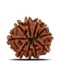 10 Mukhi Rudraksha (Nepal) 21.72 MM