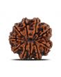 10 Mukhi Rudraksha (Nepal) 22.36 MM