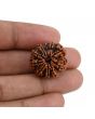 10 Mukhi Rudraksha (Nepal) 22.36 MM