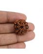 10 Mukhi Rudraksha (Nepal) 22.36 MM