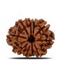 10 Mukhi Rudraksha (Nepal) 22.11 MM