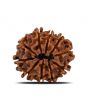 10 Mukhi Rudraksha (Nepal) 23.27 MM
