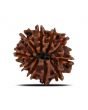 10 Mukhi Rudraksha (Nepal) 23.79 MM