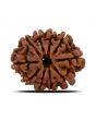 10 Mukhi Rudraksha (Nepal) 23.32 MM