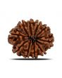 10 Mukhi Rudraksha (Nepal) 23.32 MM