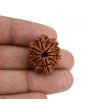10 Mukhi Rudraksha (Nepal) 23.32 MM